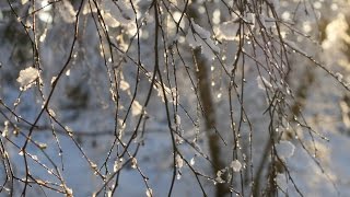 Winter Tree Identification - Silver Birch