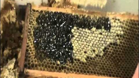 How To Use An Uncapping Fork - Extracting Honey