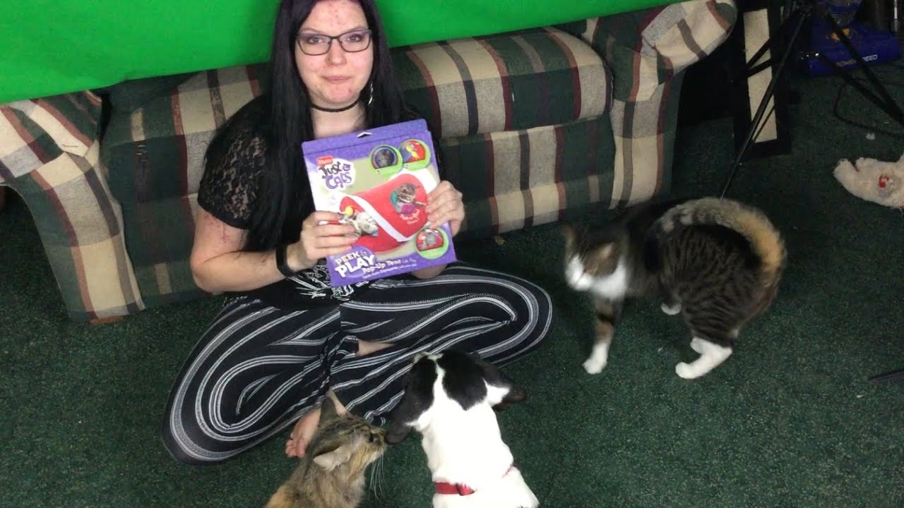 Cats Review the "Hartz Just For Cats Peek & Play Pop Up Tent" YouTube