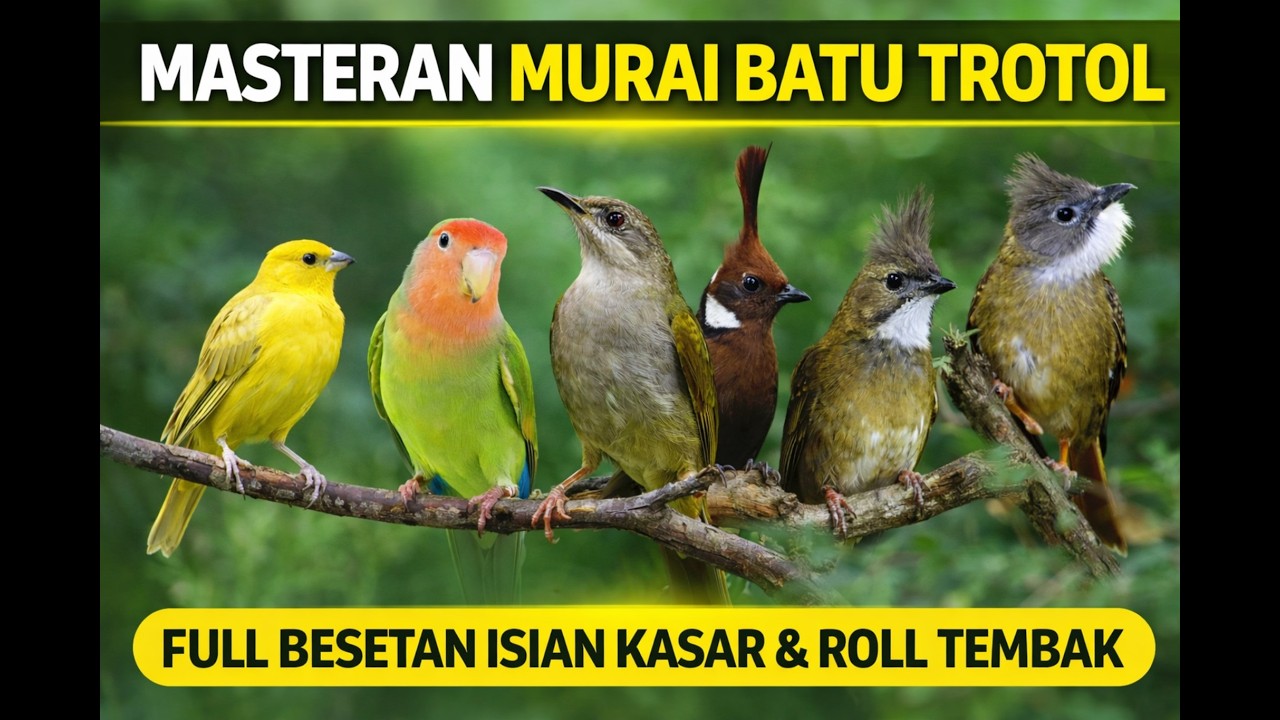 TANPA IKLAN MASTERAN MURAI BATU TROTOL FULL BESETAN ISIAN KASAR DAN ROLL TEMBAK
