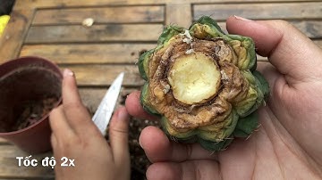 Xử lý xương rồng bị tuyến trùng