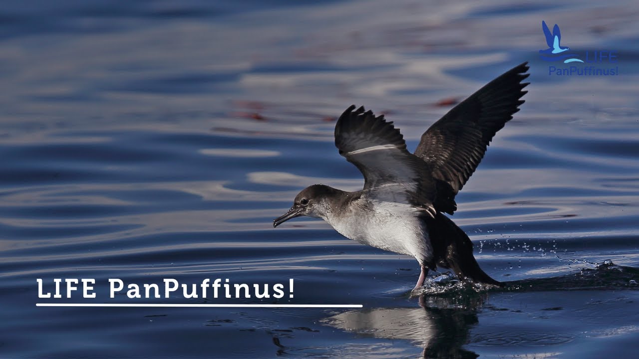 LIFEPanPuffinus! Closing Video