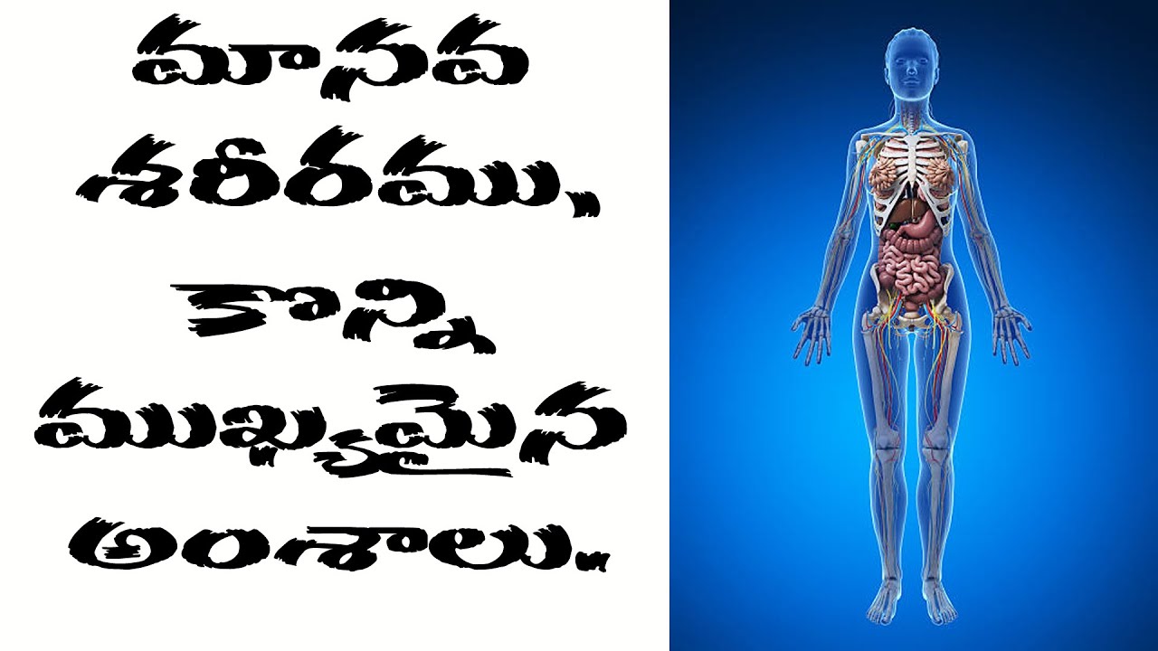 Some Facts Information About The Human Body In Telugu 2MC FACTS Some Facts Information About The Human Body In Telugu 2MC FACTS