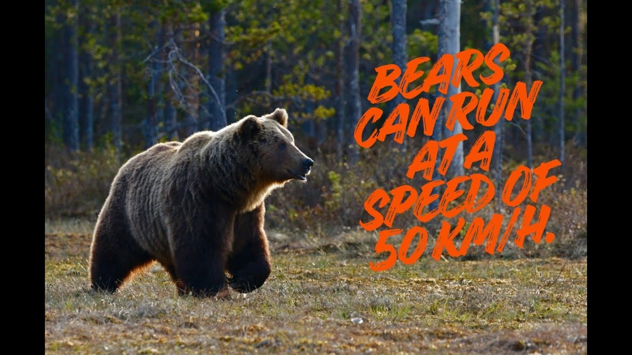 20 interesting facts about bears