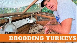 Brooding Turkeys! Tips and tricks for taking care of the first batch of turkeys in the brooder