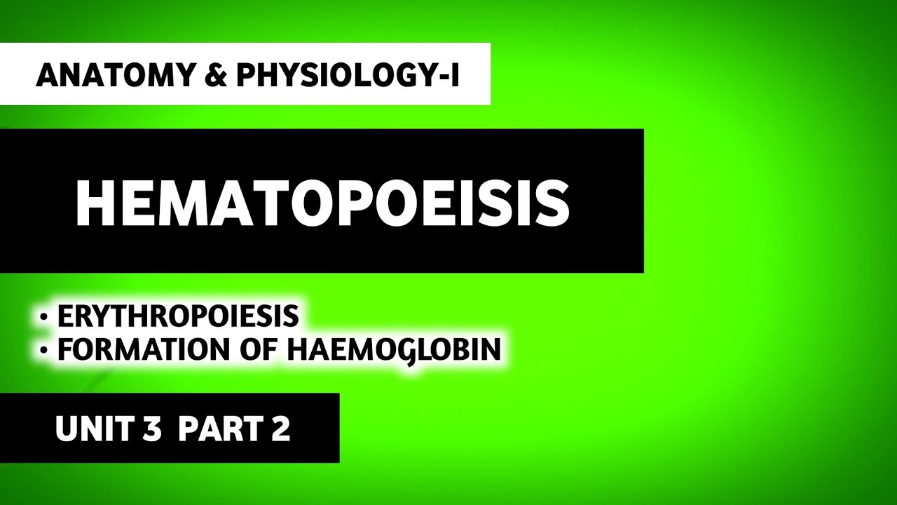 Hematopoiesis | Erythropoiesis | Human Anatomy And Physiology | HAP | B Pharma