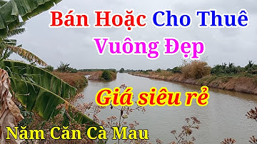 Cho Thuê Vuông Tôm Cà Mau Hoặc Bán Ở Năm Căn Vuông Đẹp Khó Tìm