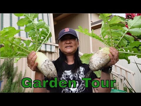 Videó: Hawaii zöldségtermesztés: Hawaii veteményeskert tervezése