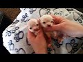 Micro chihuahua puppies only Ounces big