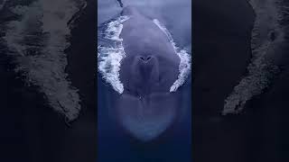 Behold the largest animal to ever live!