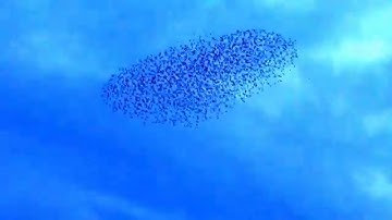 starlings under attack by sparrow hawk  2016