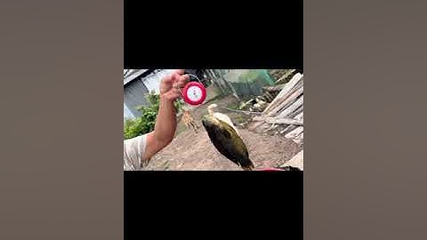 Về miền Tây giăng lưới bắt cá rô đồng. Con cá rô nửa ký lô là có thật !