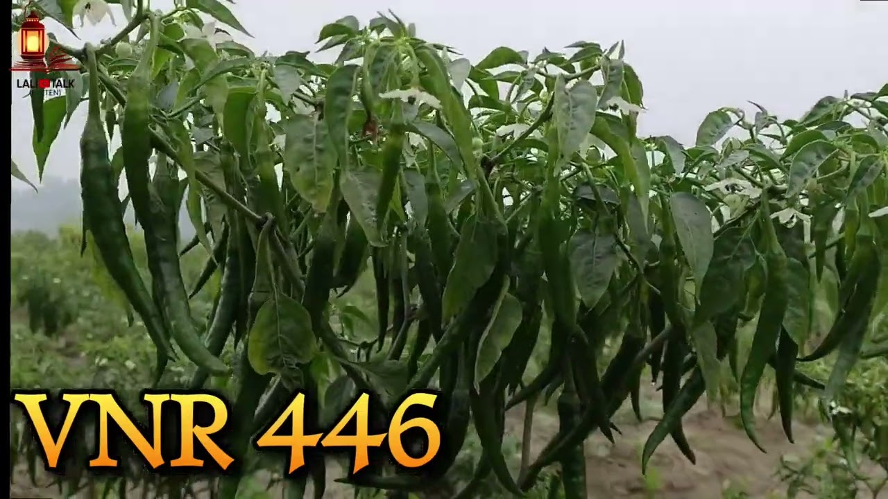 VNR 446  मिर्च | कम समय में बंपर पैदावार वाली टॉप Variety – जल्दी तोड़ाई, ज़्यादा कमाई वाली मिर्च!