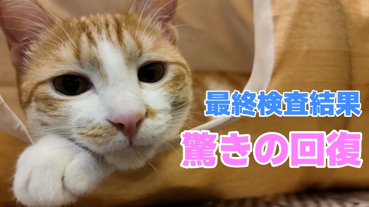 【猫】最終検査で驚きの回復結果と、最近の落ち着いた様子