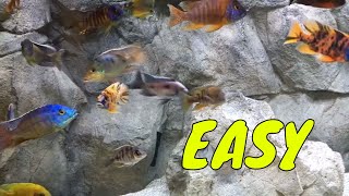 HOW TO SETUP AN AFRICAN CICHLID TANK