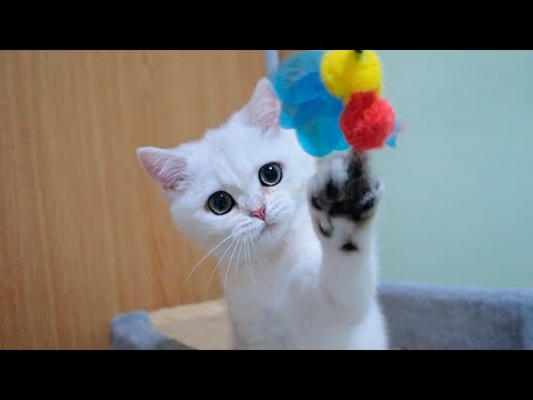 kitten-coco-at-the-age-of-3-months-and-1-week-|-100,000-subscribers!!