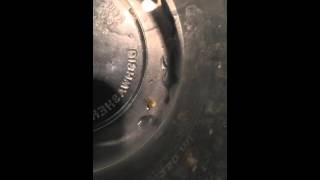 Zoanthid Eating Spider With Eggs