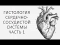 Гистология сердечно-сосудистой системы. Часть 1.