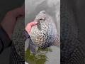 XXXXXL CRAPPIE рџ Ґрџ Ґ Fishing Minnesota Crappie Crappiefishing Crappiefish Freshwaterfishing XXXXXL CRAPPIE рџ Ґрџ Ґ Fishing Minnesota Crappie Crappiefishing Crappiefish Freshwaterfishing