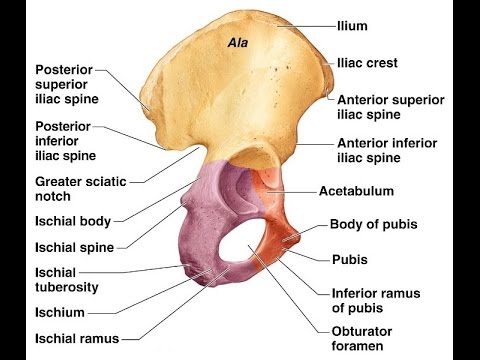Human anatomy- Description of HIP BONE - YouTube