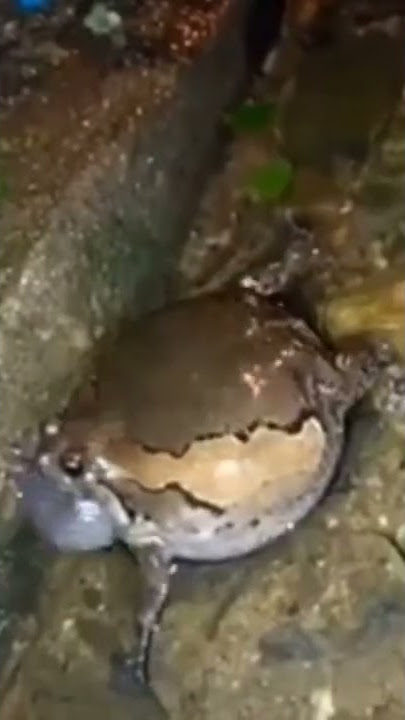 Katak dimusim Hujan | Frog in The Raining season #Amazinganimal
