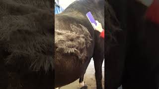 Does the EquiGroomer really work as well as they say it does? See for yourself.