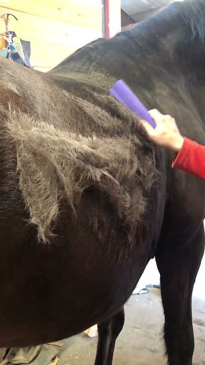 How to Accurately Measure a Horse - EquiGroomer