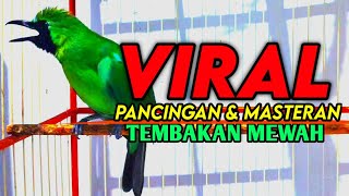 Masteran Dan Terapi Cucak Ijo Drop Mental,Birahi Melet & Macet Bunyi Dengar ini Auto Langsung Nyaut.