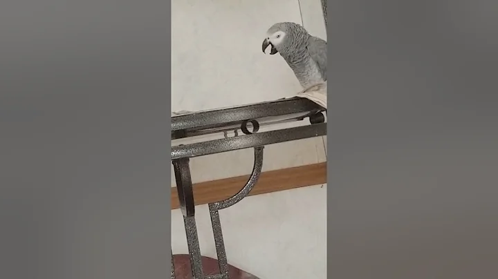 Talking African grey pays attention to every sound
