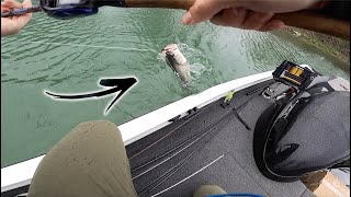 Sight Fishing MONSTER Bass In a Backwater Creek (My Biggest Yet!)