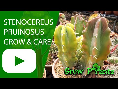 Video: Jenis Kaktus Stenocereus: Informasi Tentang Kaktus Stenocereus