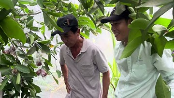 Mận an phước của anh 7 ở cái bè Tiền Giang sau thời gian dùng SP Minh Quân trái nhìn là mê…