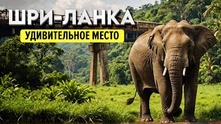 Sri Lanka | Meeting animals in the wild | Tea plantations | The magic of Buddhist temples