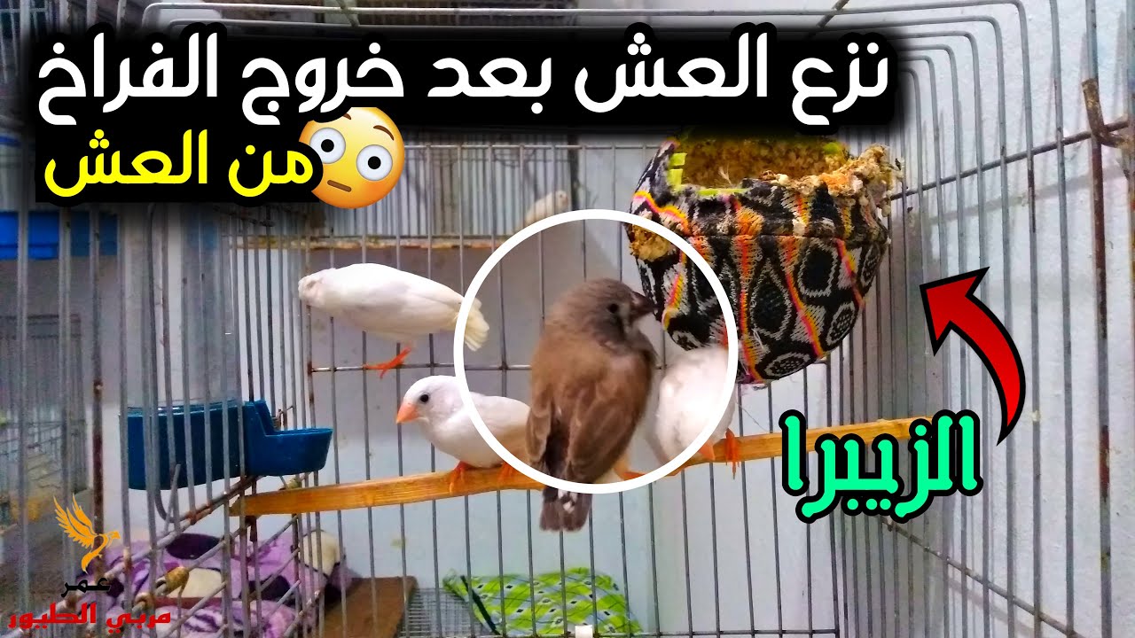 نزع العش من عند طيور الزيبرا