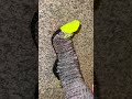 Best Dickies Dri Tech Crew Socks Review for Everyday Comfort and Durability