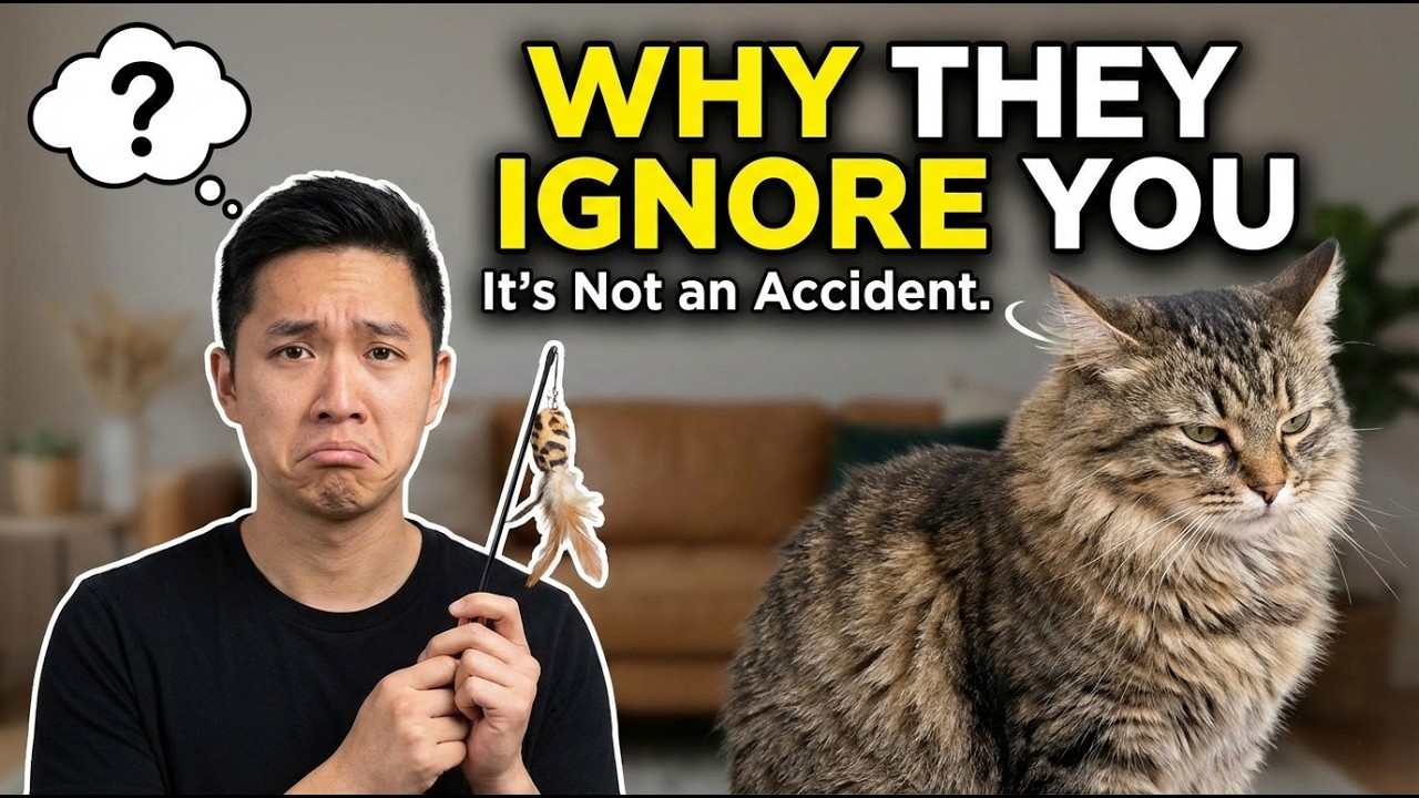 Why Is My Cat Ignoring Me? Cat Behavior Explained! 🐾 #Cats #CatBehavior #CatCare #PetCare #Feline