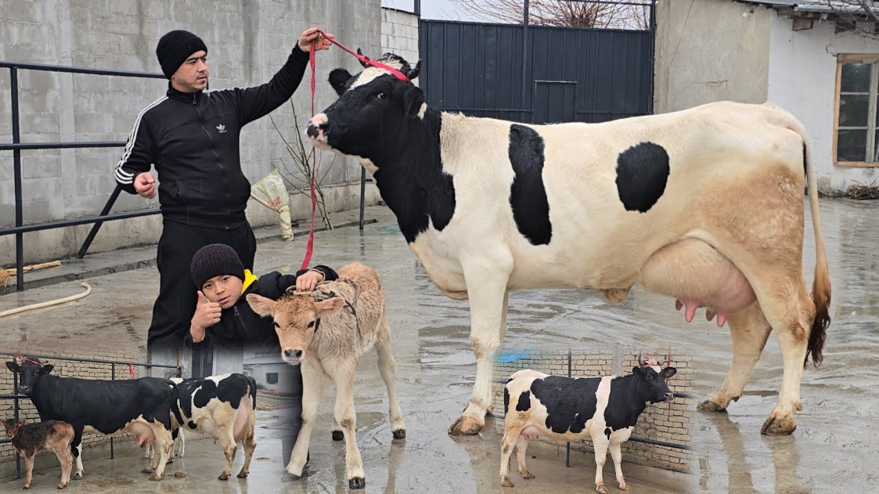 😱 Rasisykilar Makoni Donyor aka Narxlarni Sindirdi Voy Doddd 