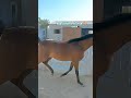 #trending #qatar #horse #masti #youtubeshorts #india #kuweit #america #kids #likeforlikes