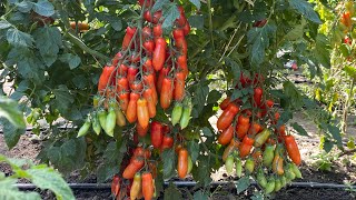 Высокорослые томаты в открытом грунте 2023 г.