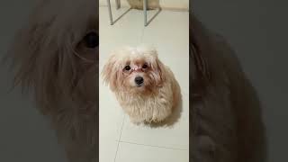 Hi World How Are You? #shorts #shortvideo #dog #shortsfeed #funny #thekingdomofmaltipoo