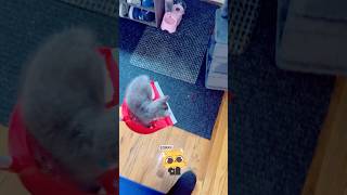 Outlandish Kitty Cat”    #cat #animallife #fypシ #kitten #cute #status #reels #trending