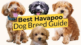 Best Havapoo Dog Breed Guide  2023