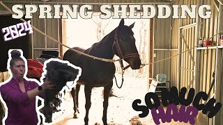 SATISFYING SPRING GROOMING ALL 4 HORSES + Twilights Wound Update!