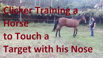 Clicker Training a Horse to Touch a Target with his Nose