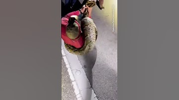Record-setting 19-foot python caught in Florida