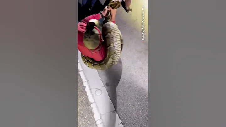 Record-setting 19-foot python caught in Florida