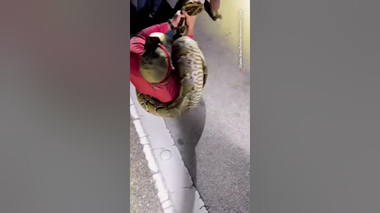 Record-setting 19-foot python caught in Florida - YouTube