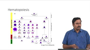 Cell Differentiation.  #swayamprabha #CH31SP