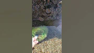 Актинии или морские анемоны