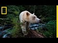 National Geographic Live! - Capturing the Spirit Bear | Nat Geo Live